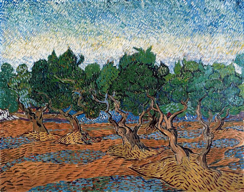 올리브 그 로브 IV   Vincent Van Gogh